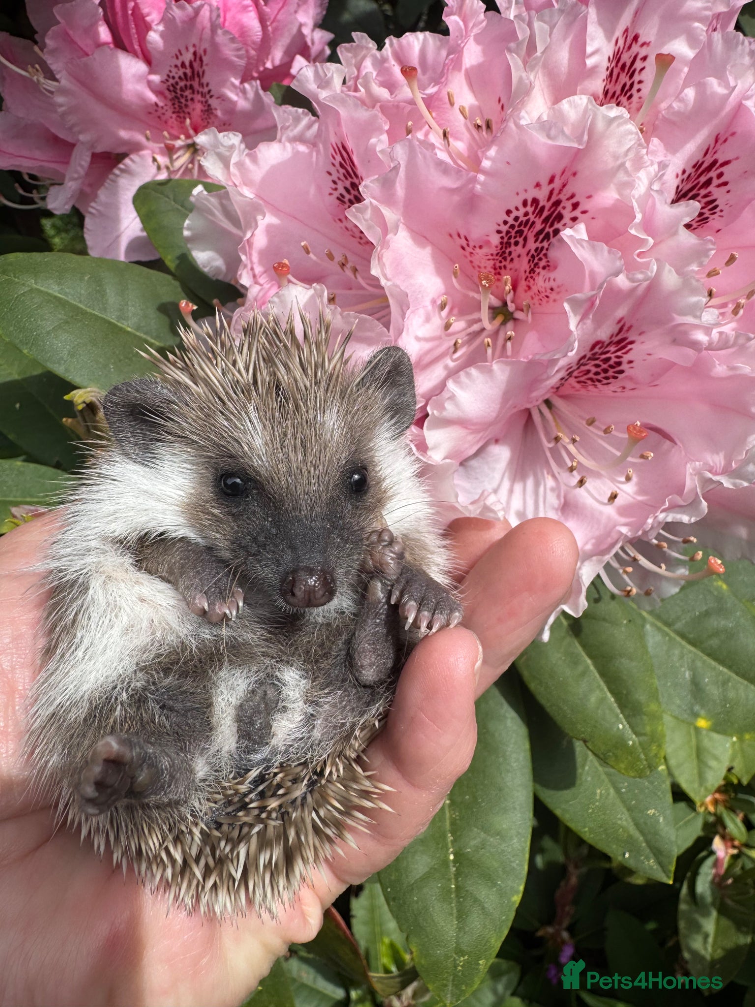 Pygmy Hedgehog rodents 8 wk old reverse pinto & cinnamon babies READY!  - Advert 1