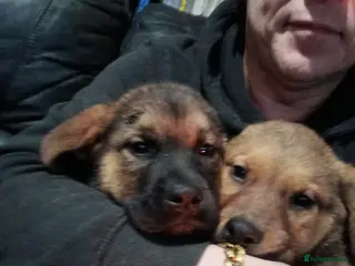 Mixed Breed dogs Masakiweiler pups - Advert 17