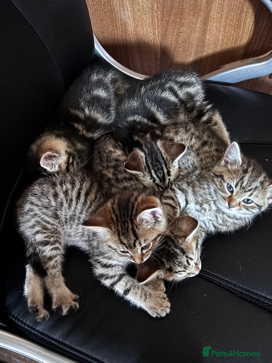 Mixed Breed cats for sale: Mixed litter of 8 week old kittens - Advert 2
