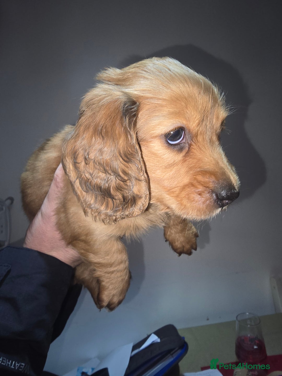 Miniature Dachshund dogs for sale: Miniature Long-Haired Dachshund - Advert 6