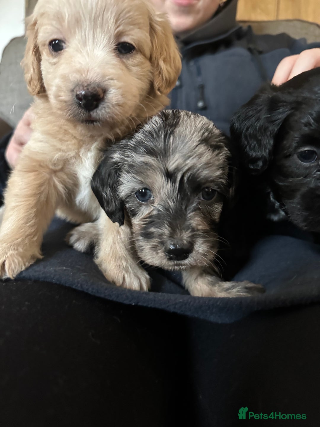 Mixed Breed dogs for sale: Cavapoo Beagle x Miniature Poodle  - Advert 22