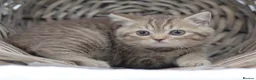 British Shorthair cats for sale: PEDIGREE REGISTERED CHUNKY BRITISH SHORTHAIRS - Advert 8