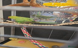 Ringnecks birds for sale: Indian Ringneck Parrot - Image 1