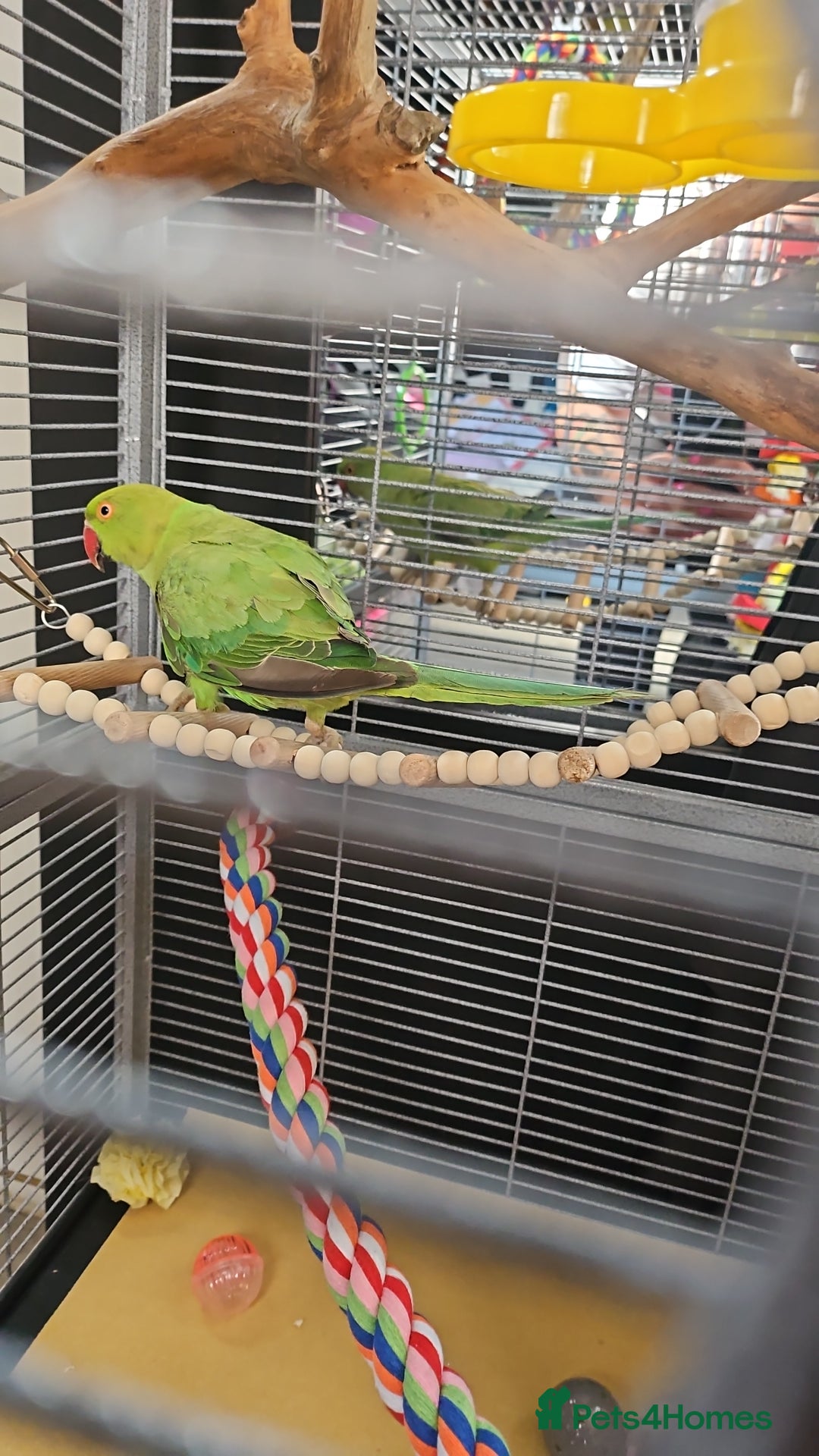 Ringnecks birds for sale: Indian Ringneck Parrot - Image 1