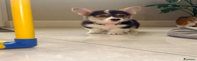 Welsh Corgi Pembroke 2