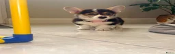 Welsh Corgi Pembroke dogs for sale: Pembroke Welsh corgi pups - Advert 2