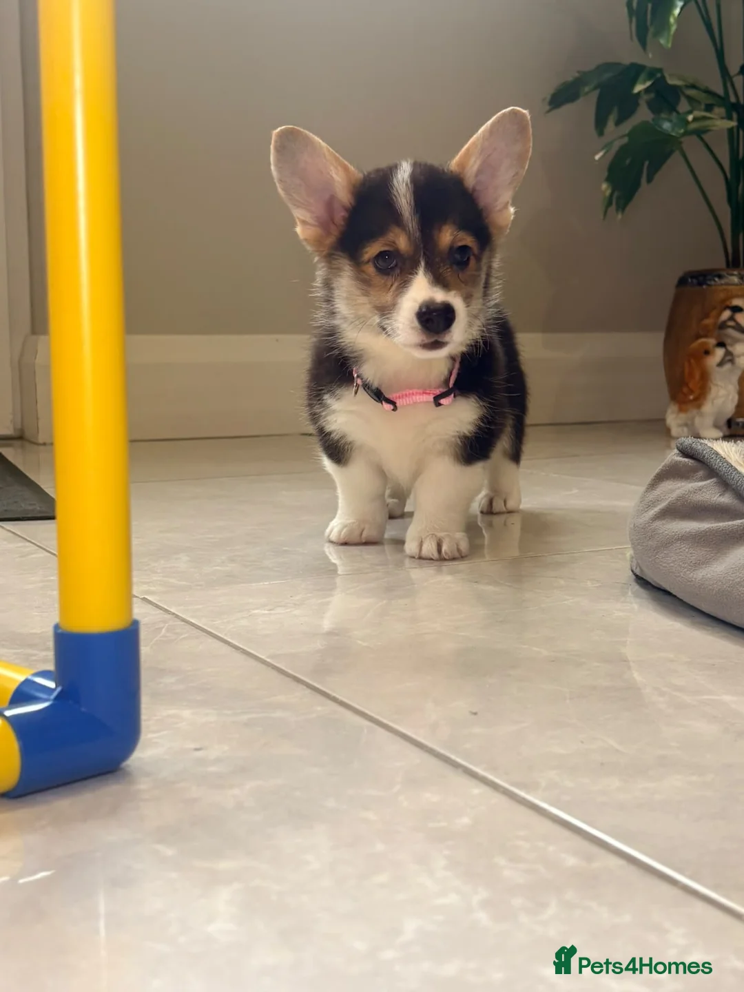 Welsh Corgi Pembroke dogs for sale: Pembroke Welsh corgi pups - Advert 2