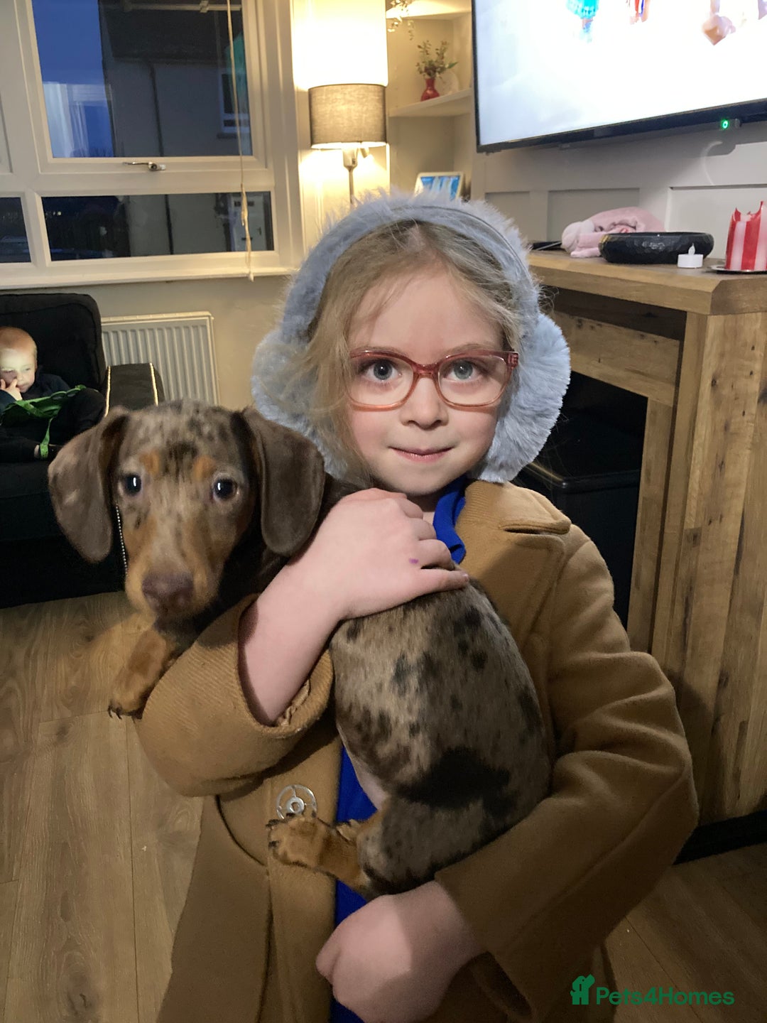 Miniature Dachshund dogs for sale: 7 month old female miniature daschund - Image 7