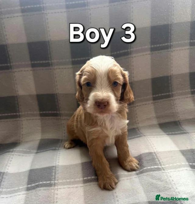 Cockapoo dogs x1 Girl & x4 Boys Available - Cockapoo Puppies  - Advert 4