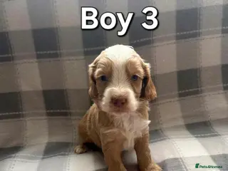 Cockapoo dogs x1 Girl & x4 Boys Available - Cockapoo Puppies - Advert 4