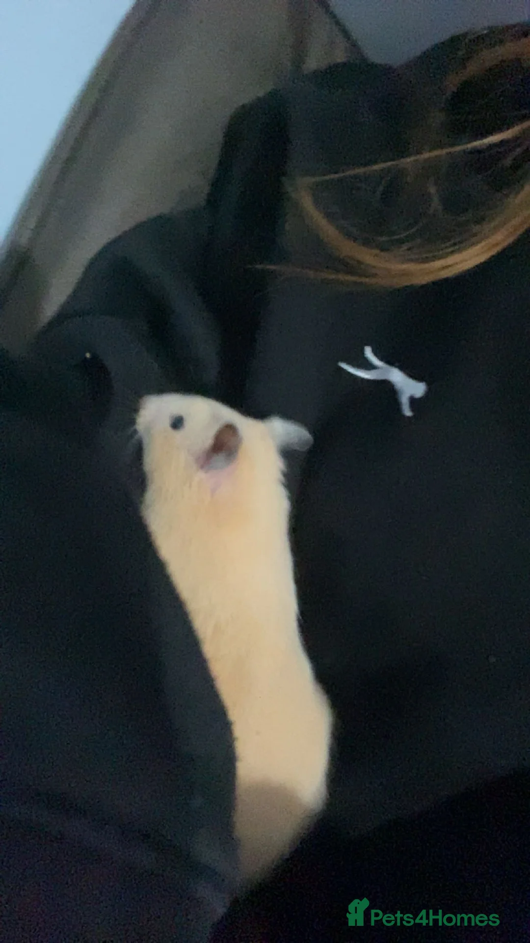 Hamster rodents for sale: Female Syrian hamster - Advert 1