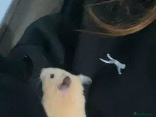 Hamster rodents Female Syrian hamster - Advert 11