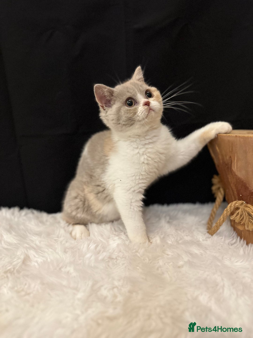 British Shorthair cats for sale: READY NOW - Full Pedigree Registered BSH kittens  - Advert 25
