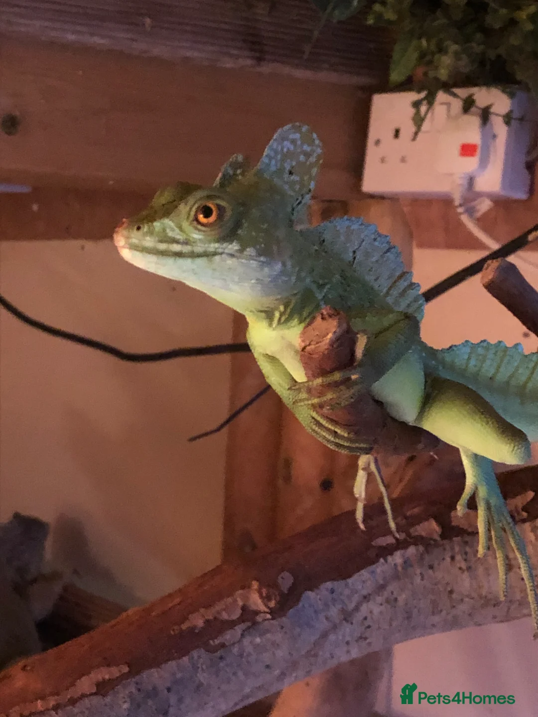 Lizard reptiles for sale: Green Basilisk  - Advert 2