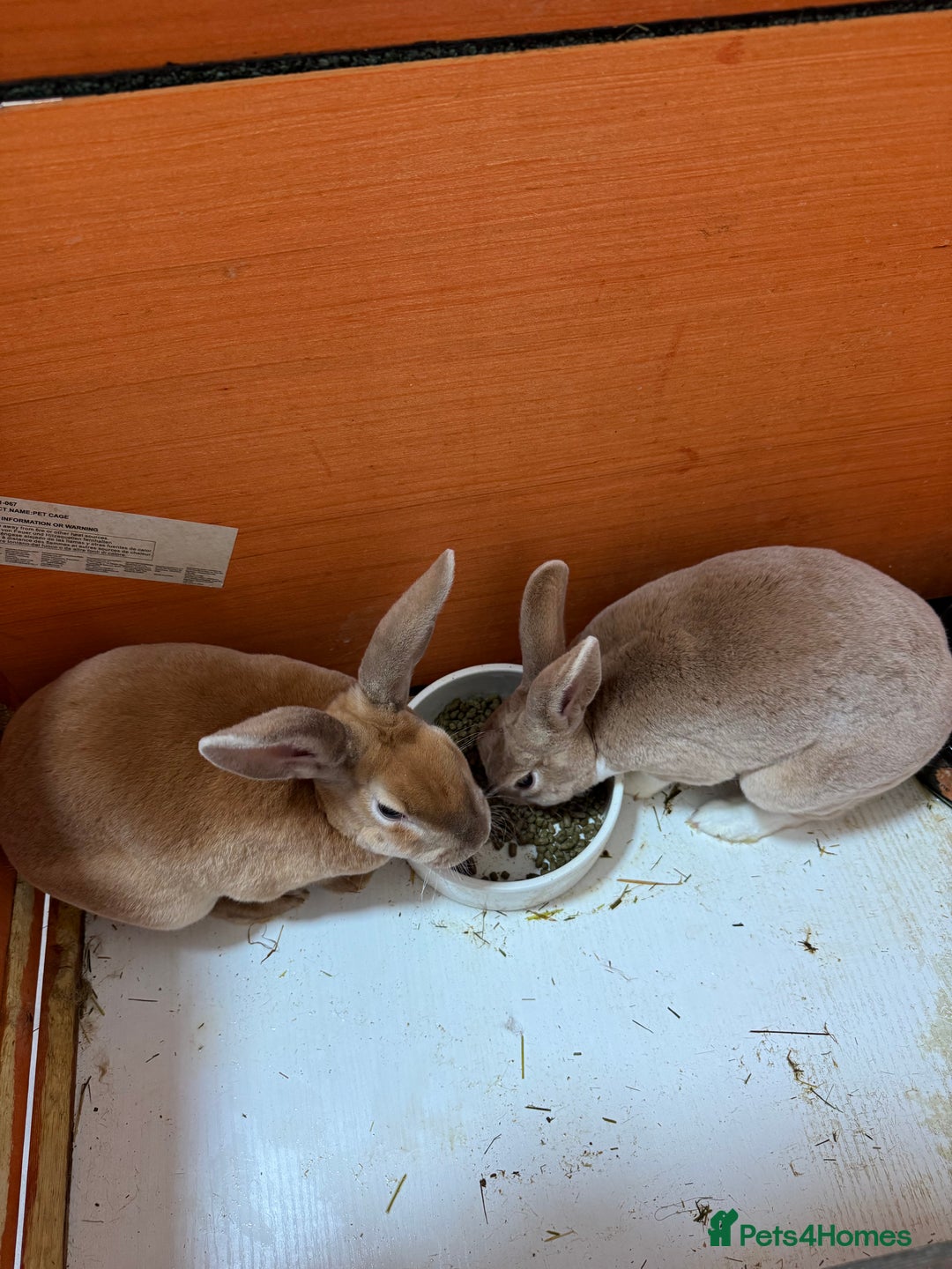 Rex rabbits for sale: 2 female Rex rabbit for sale - Advert 2