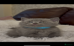 British Shorthair cats for sale: Only 2 girls left ready to go BBSH - Image 15