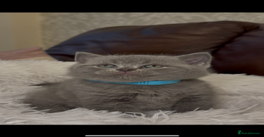 British Shorthair cats - Advert 14