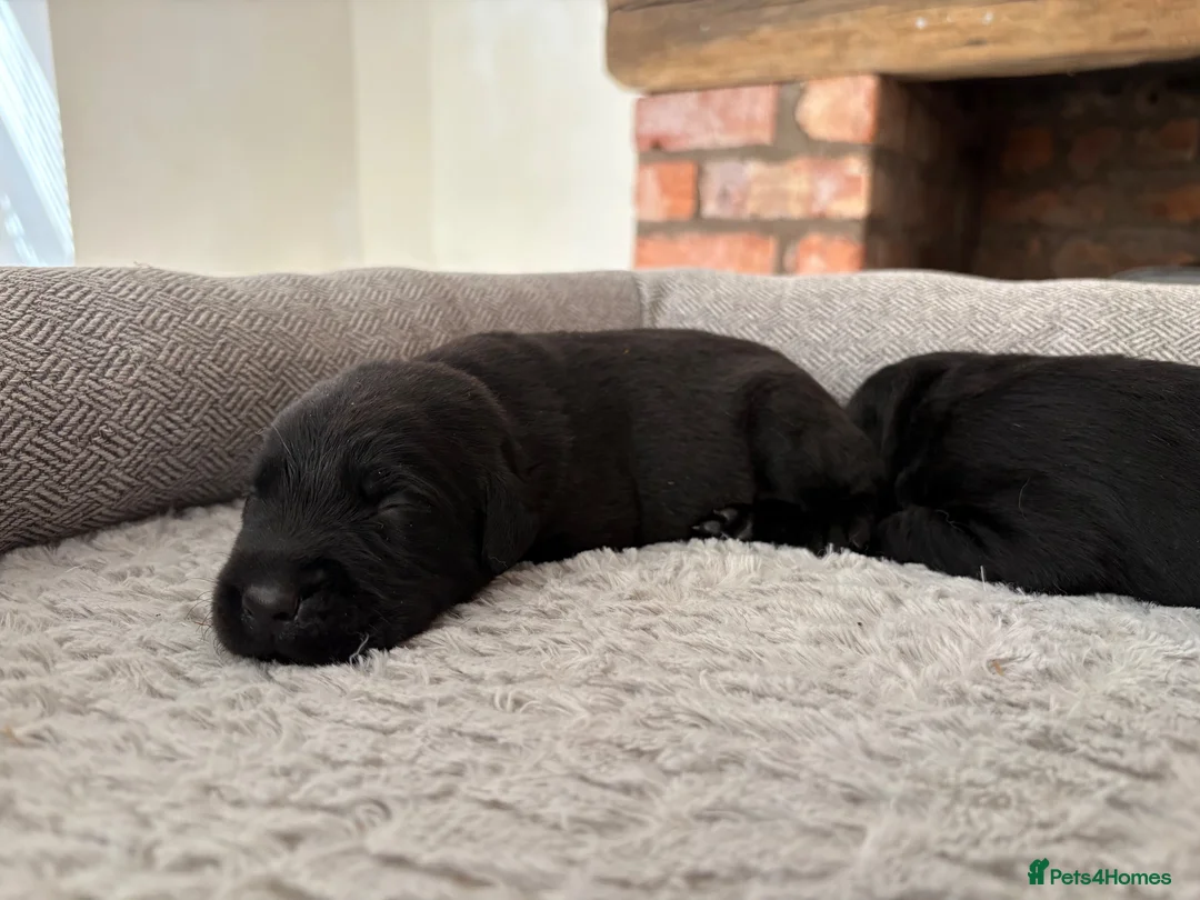 Labrador Retriever dogs for sale: Health Tested IGL Champion Bred Labrador Puppies  - Advert 37