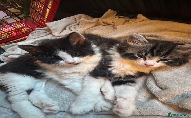 Mixed Breed cats - Advert 2