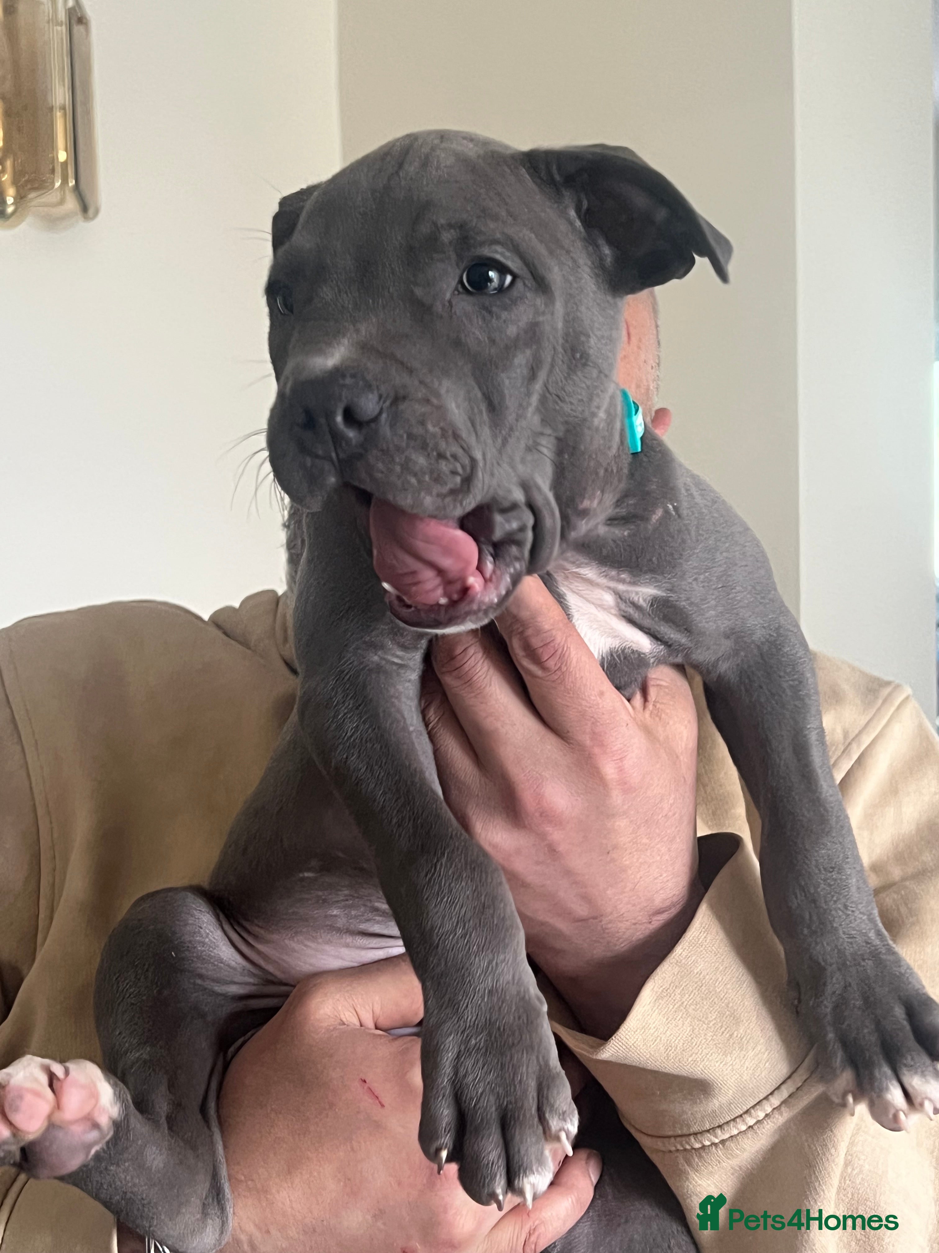 Mixed Breed dogs for sale:  Rare Brutale bloodline 🔥Staffyxhusky puppies 🔥 - Advert 32