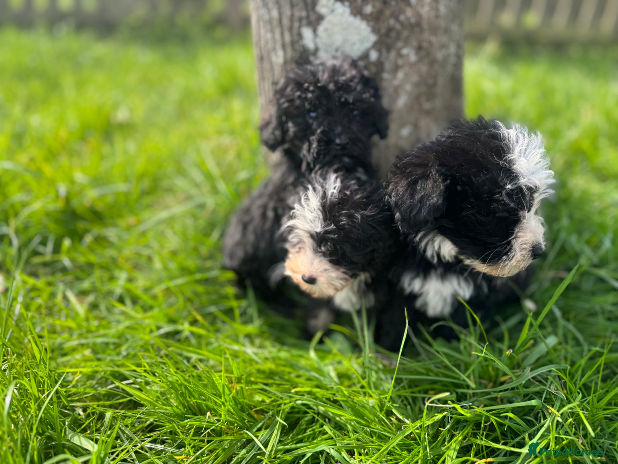 Sheepadoodle dogs Micro mini Sheepadoodles - Advert 7