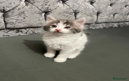 British Longhair cats for sale: Gorgeous fluffy kittens looking for forever home - Image 13
