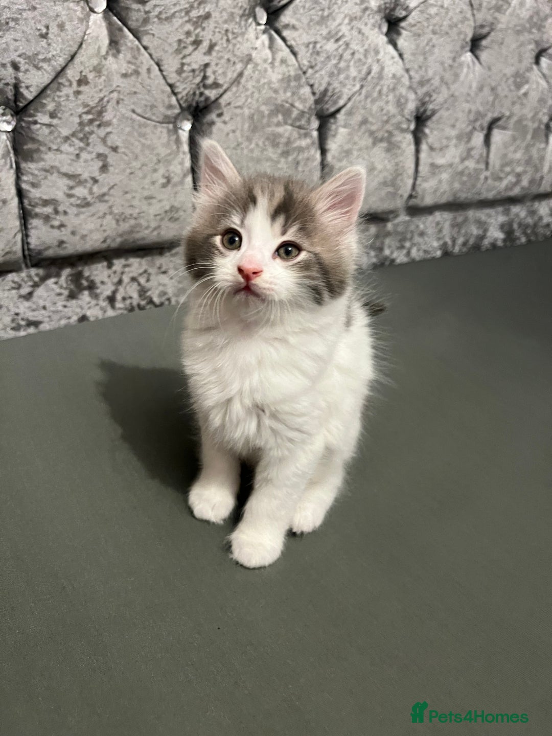 British Longhair cats for sale: Gorgeous fluffy kittens looking for forever home - Image 13