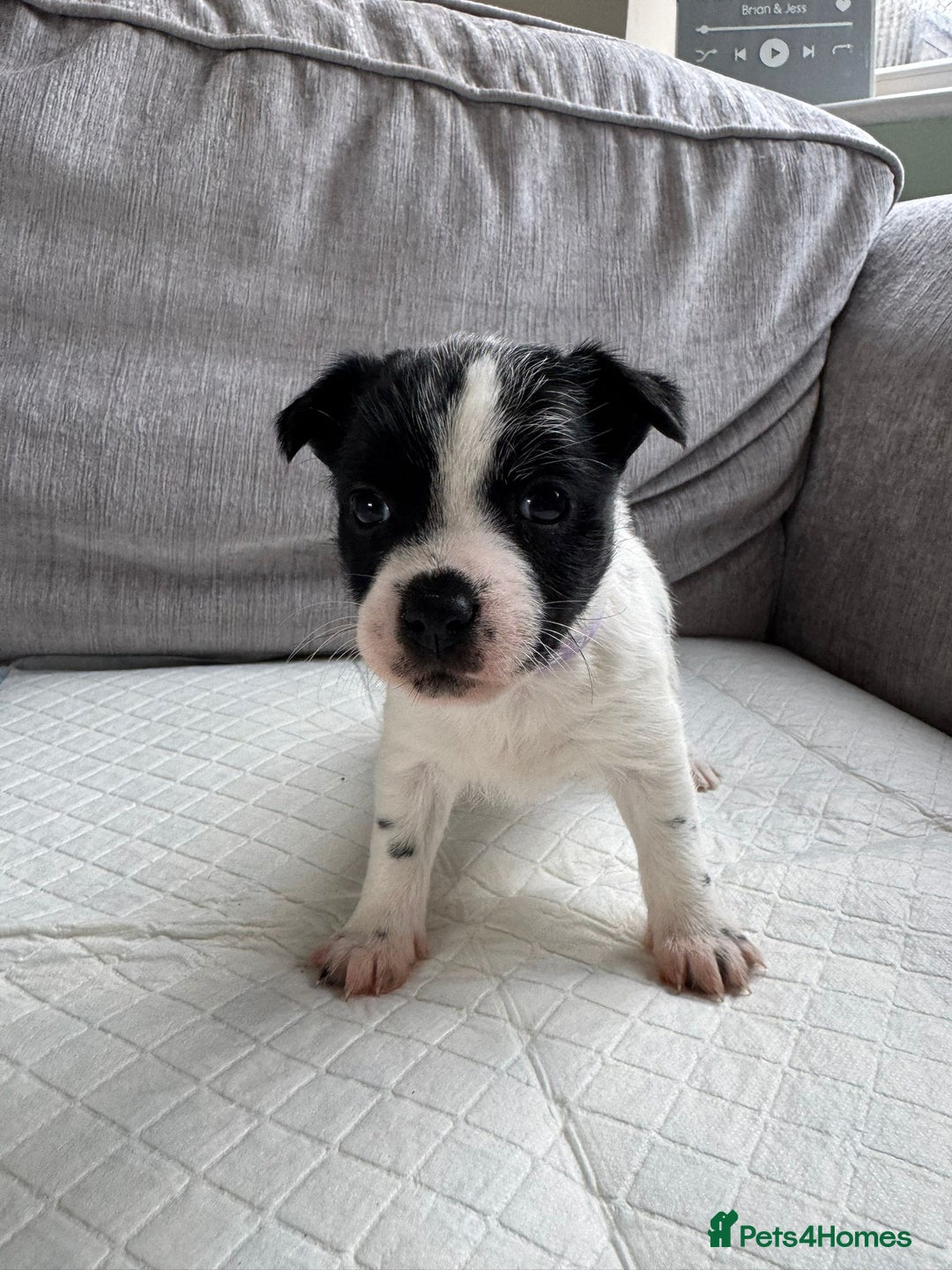 Mixed Breed dogs for sale: Cavalier King Charles Spaniel X Jack Russell - Advert 15