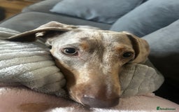 Miniature Dachshund dogs for sale: Miniature Dachshund - Advert 7