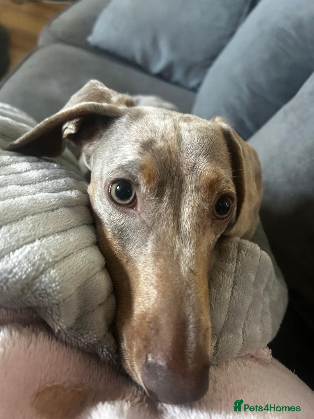 Miniature Dachshund dogs for sale: Miniature Dachshund - Advert 7