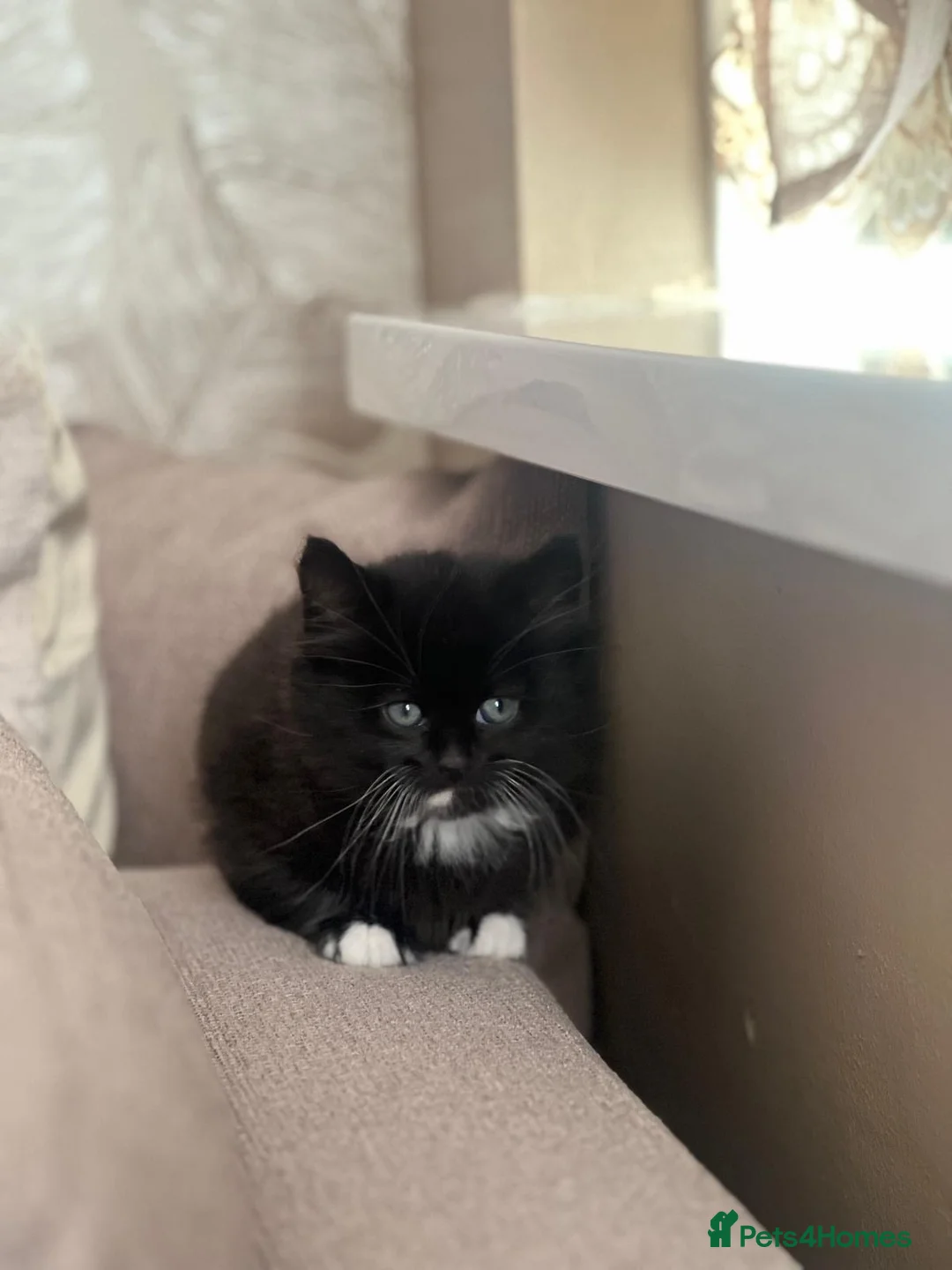 Domestic Shorthair cats for sale: Male kitten ready for his forever home!  - Advert 2