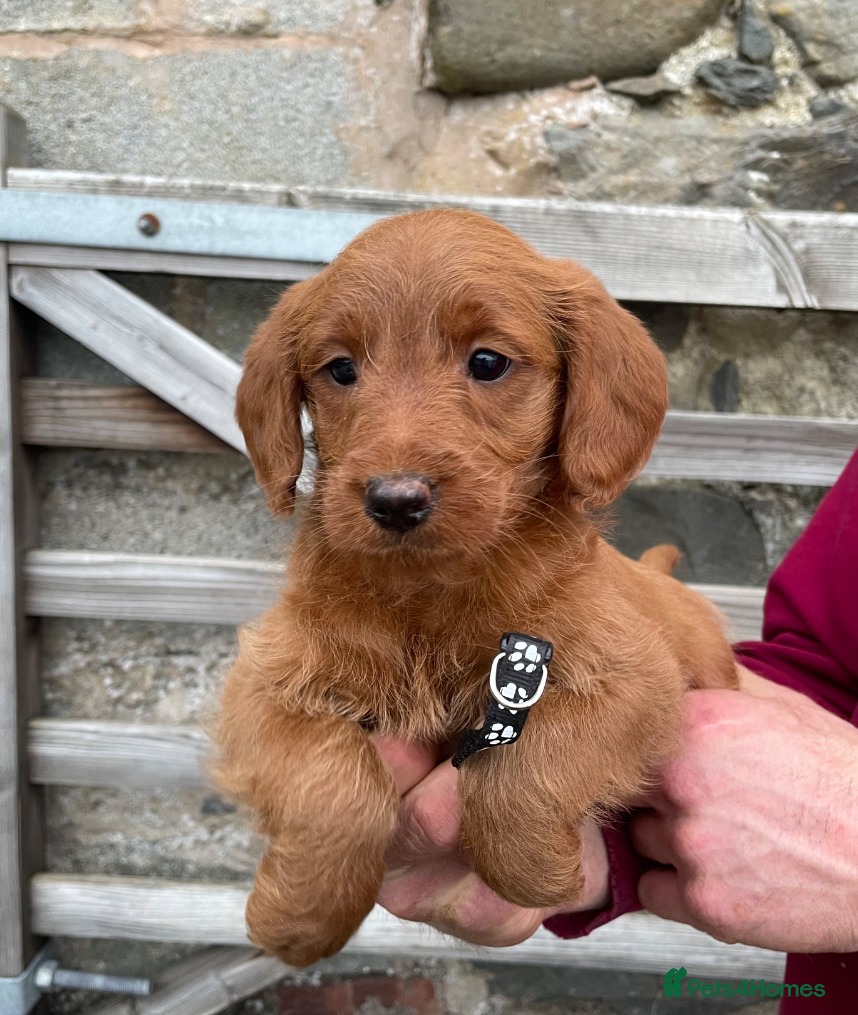 Labradoodle dogs for sale: Beautiful Red Labradoodle Pups *Ready Now* - Advert 1