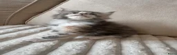Ragcoon cats for sale: 8 gorgeous Mainecoon x ragdoll babies  - Advert 14