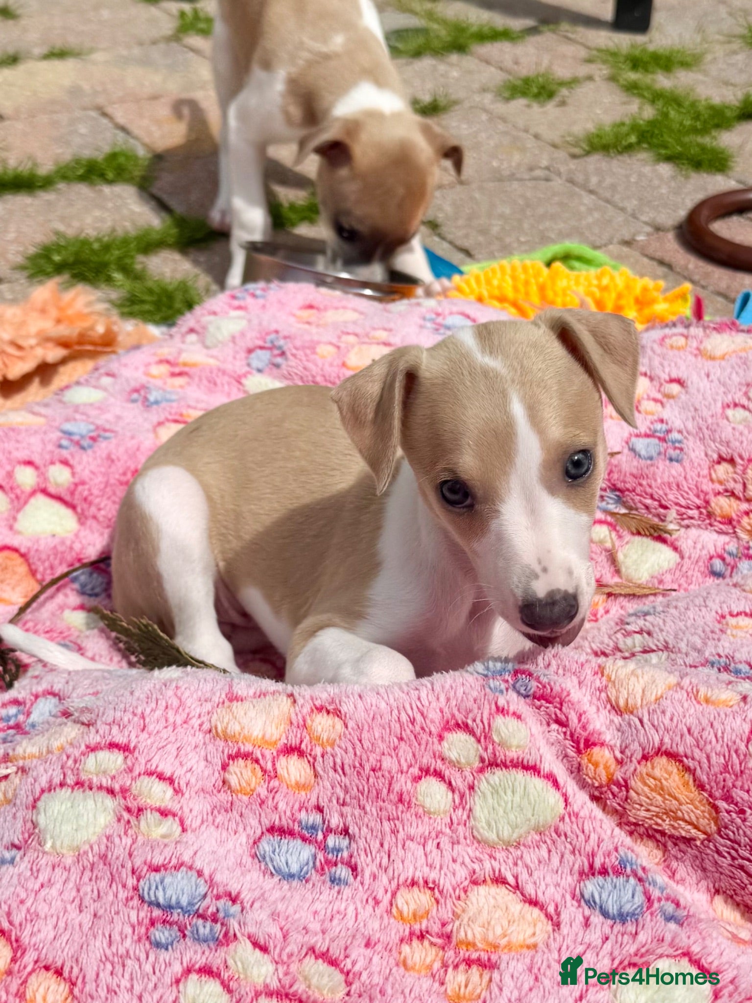 Whippet dogs Beautiful whippet babies! - Advert 1