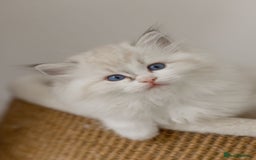 Ragdoll cats for sale: Amazing Ragdoll kittens - Image 24