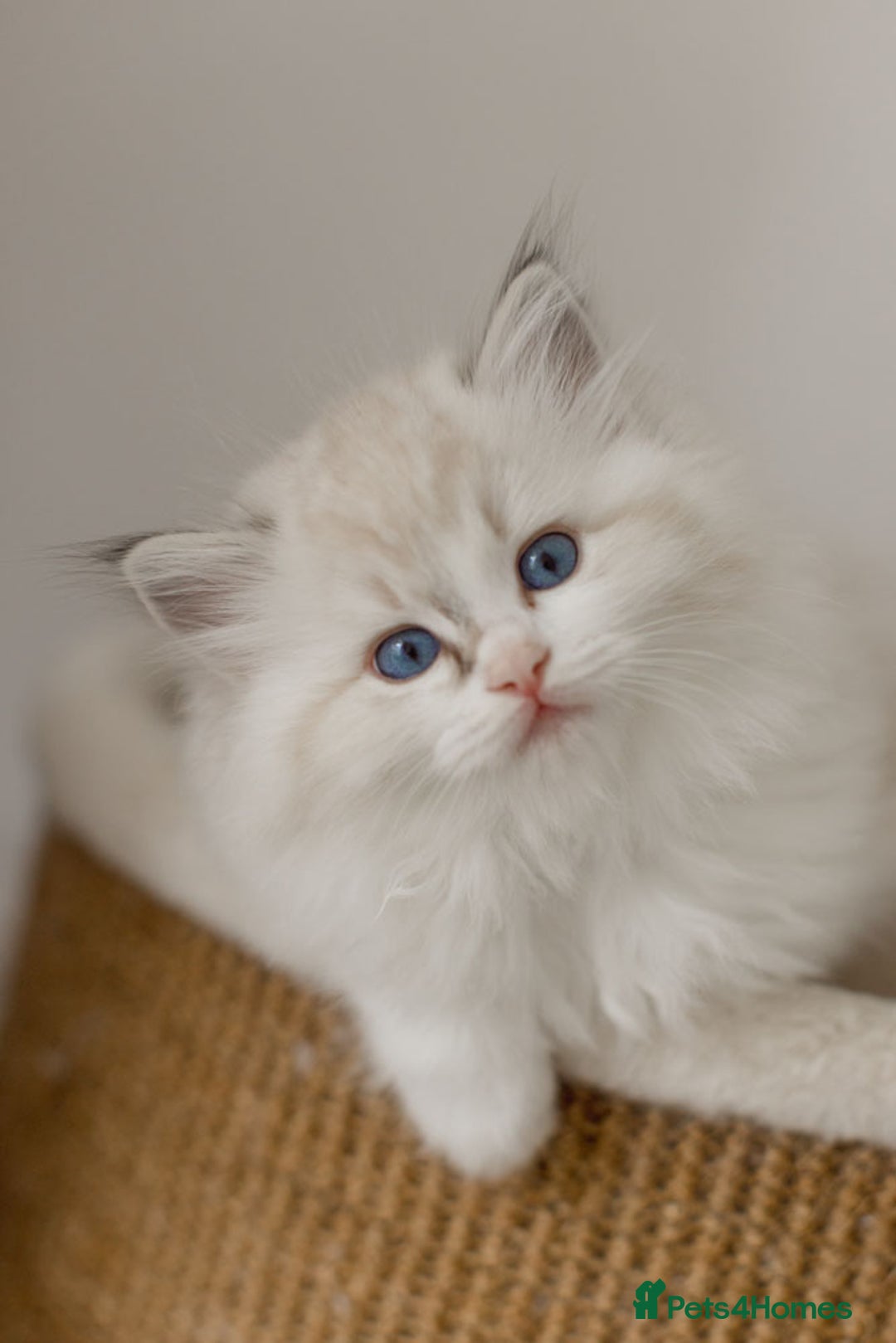Ragdoll cats for sale: Amazing Ragdoll kittens - Image 24