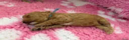 Labradoodle dogs for sale: Extensively DNA  ToY/mini labradoodle parents DNA  - Advert 5