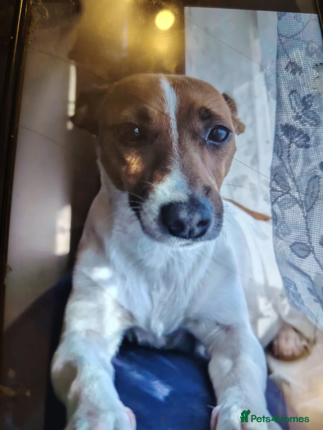 Jack Russell dogs for sale: Lovely jack Russell puppies - Advert 4
