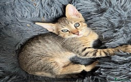 Savannah cats for sale: Glorious Savannah Babies - 1 Boy left - Image 4