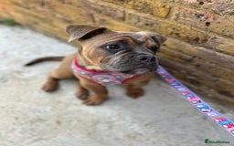 Olde English Bulldogge dogs for sale: Fawn olde English bulldogge named rubble - Image 2