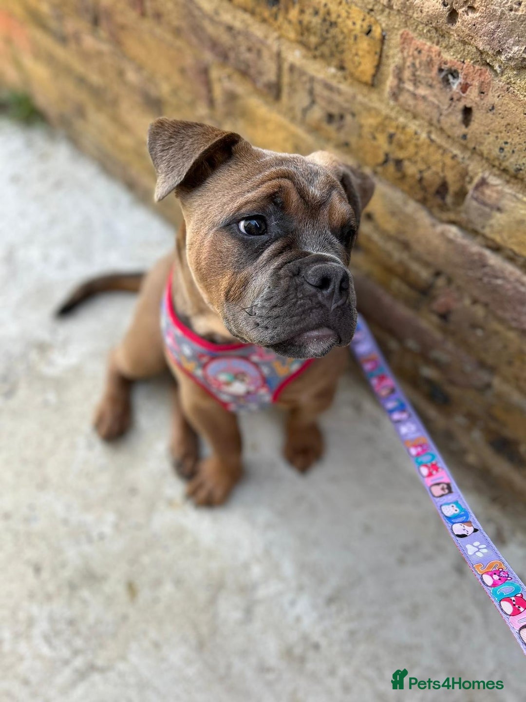 Olde English Bulldogge dogs for sale: Fawn olde English bulldogge named rubble - Image 2