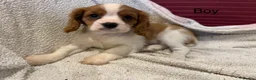 Cavalier King Charles Spaniel dogs for sale: Cavalier King Charles Spaniel puppies - Advert 20