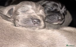 Great Dane dogs for sale: Stunning Great Dane Puppies  - Image 1