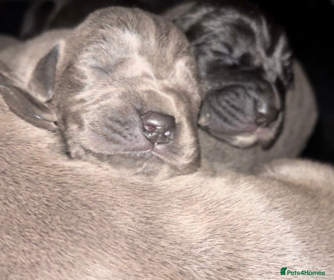 Great Dane dogs for sale: Stunning Great Dane Puppies  - Image 1