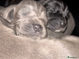 Great Dane dogs - Advert 1