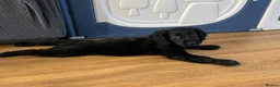 Sprocker dogs for sale: Sprocker pup, last 1, fully vaccinated, ready now - Advert 2