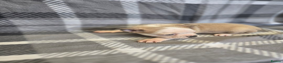 French Bulldog Puppy 6