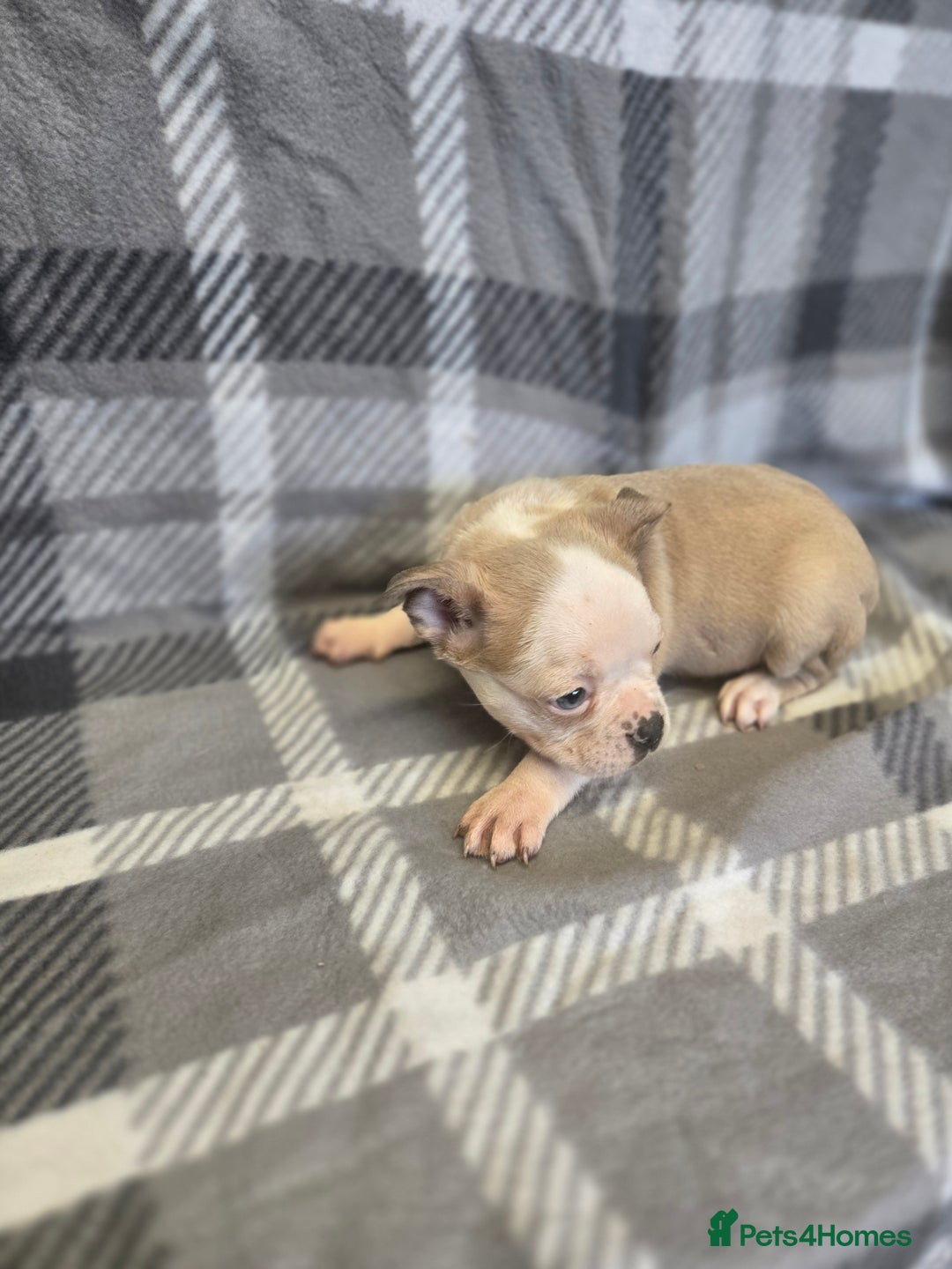 French Bulldog dogs for sale: French bulldog pups pink/fluffy READY NOW - Image 4