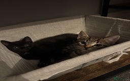 Mixed Breed cats for sale: Two kittens  - Image 2