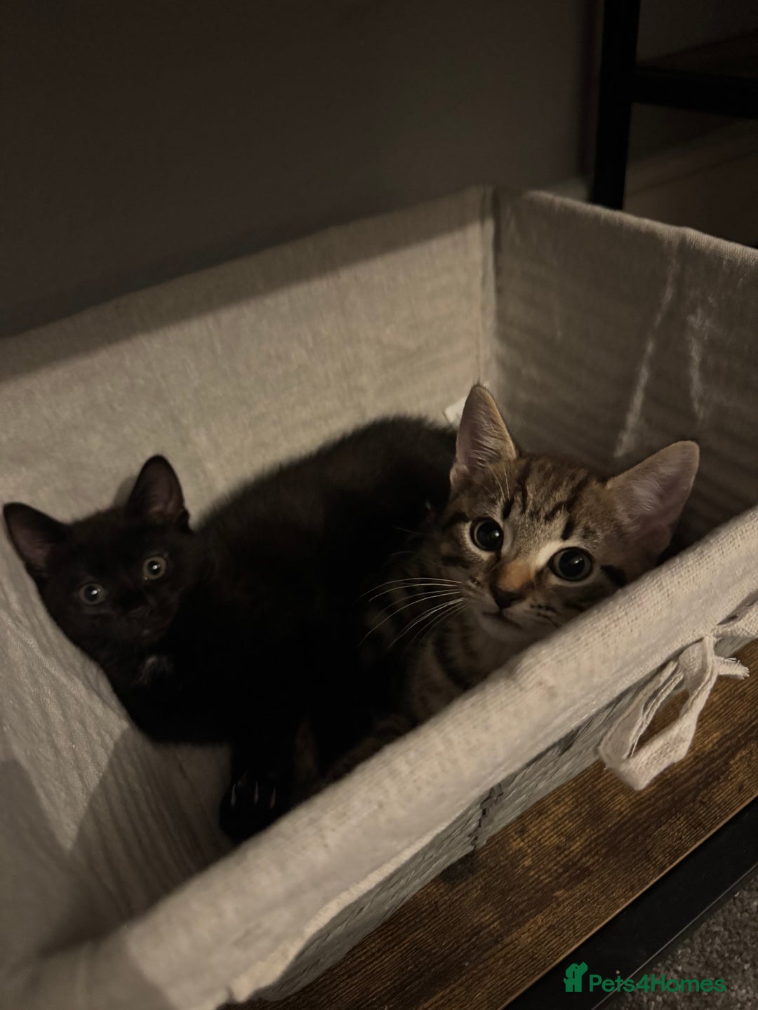Mixed Breed cats for sale: Two kittens  - Image 2